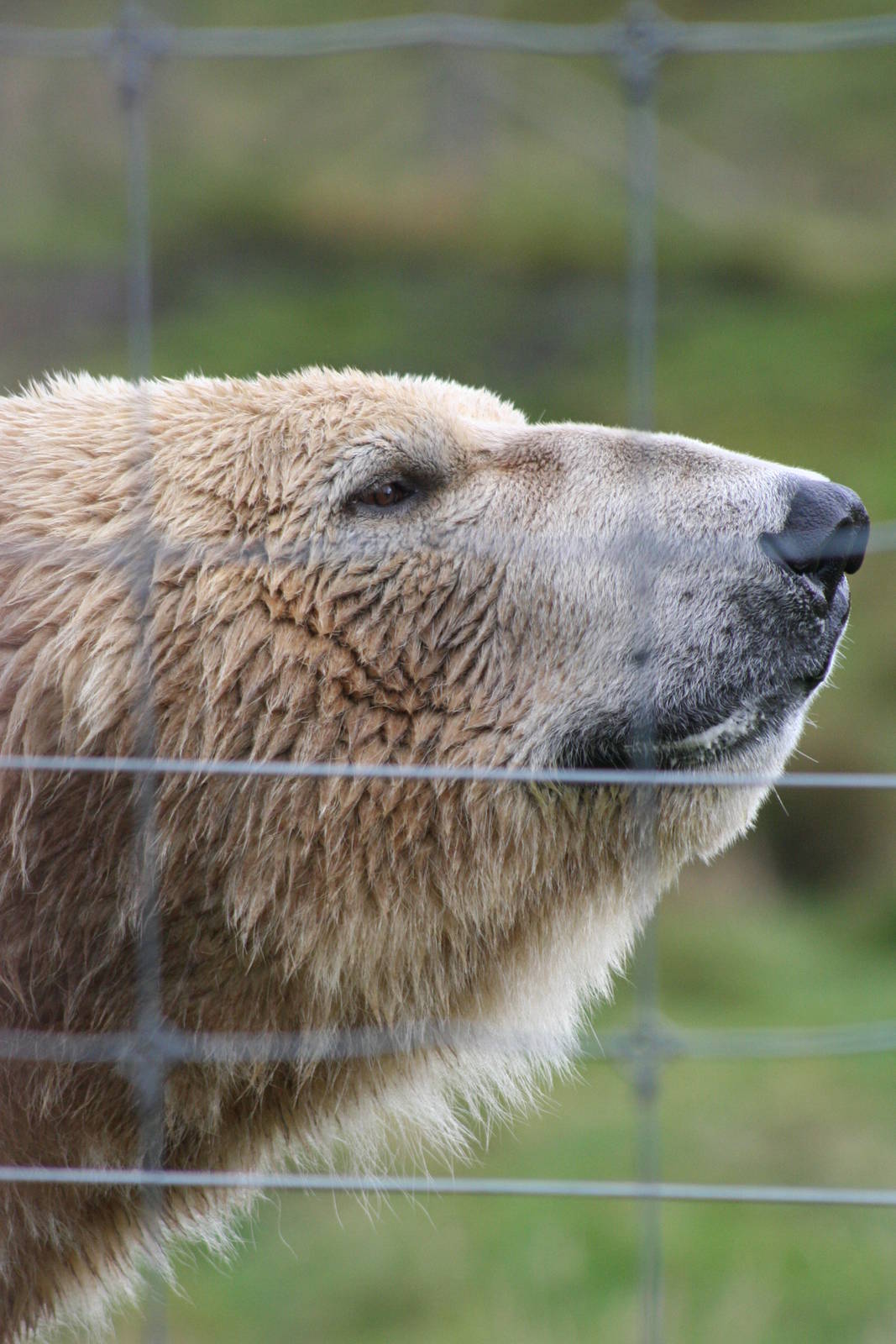 Male Polar Bear, Arktos @ Highland Wildlife Park; 16.10.2014