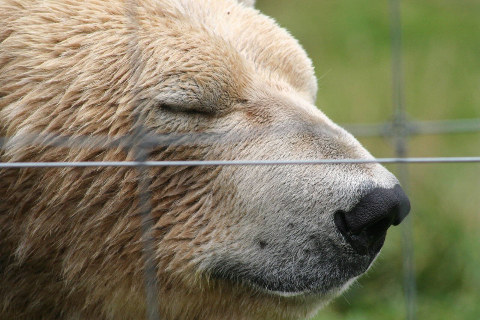 Male Polar Bear, Arktos @ Highland Wildlife Park; 16.10.2014