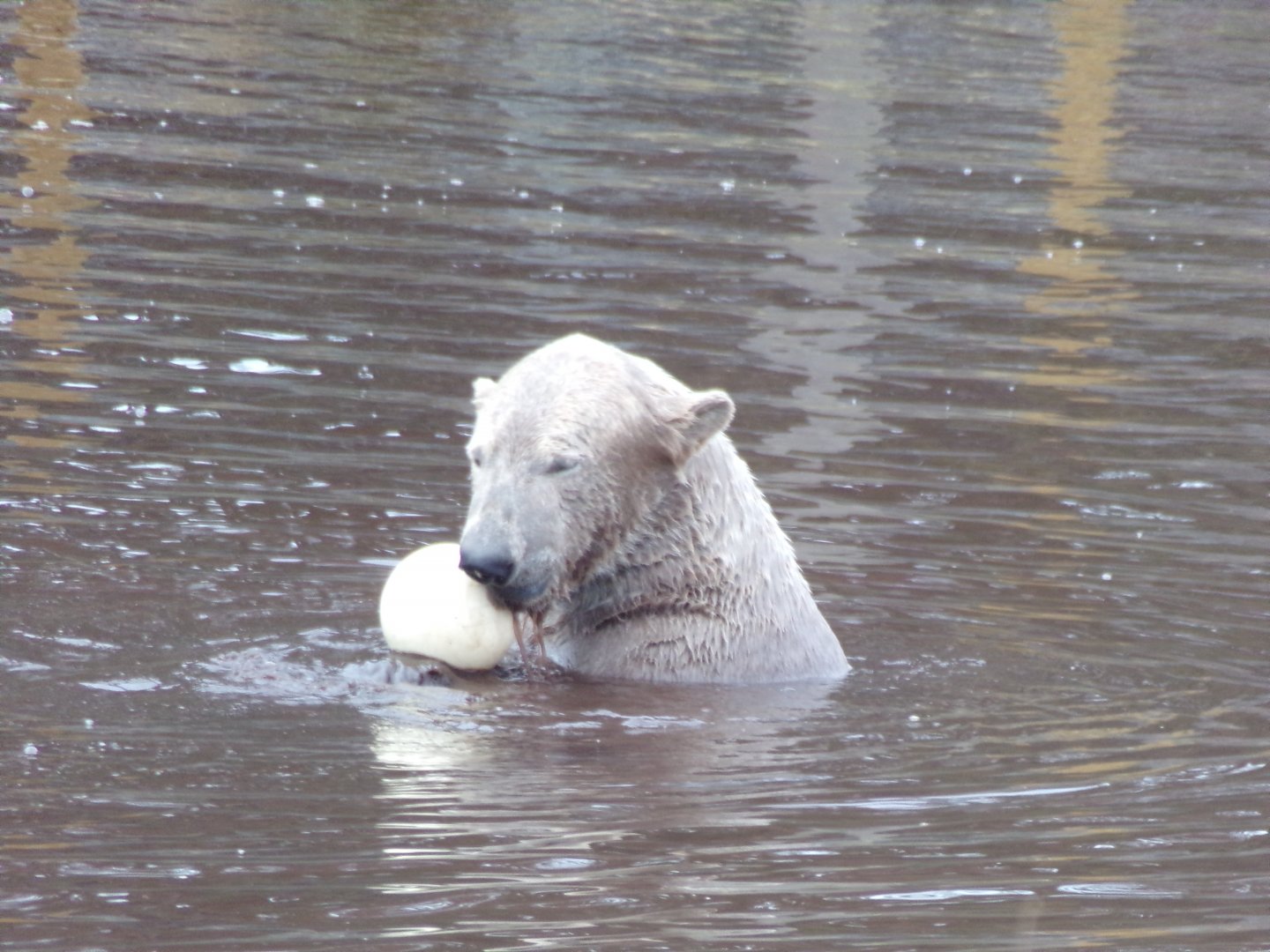 Male polar bear “Brodie” in the pool 5.4.24