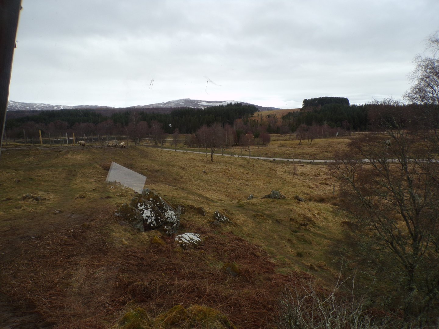 Male polar bear enclosure 5.4.24