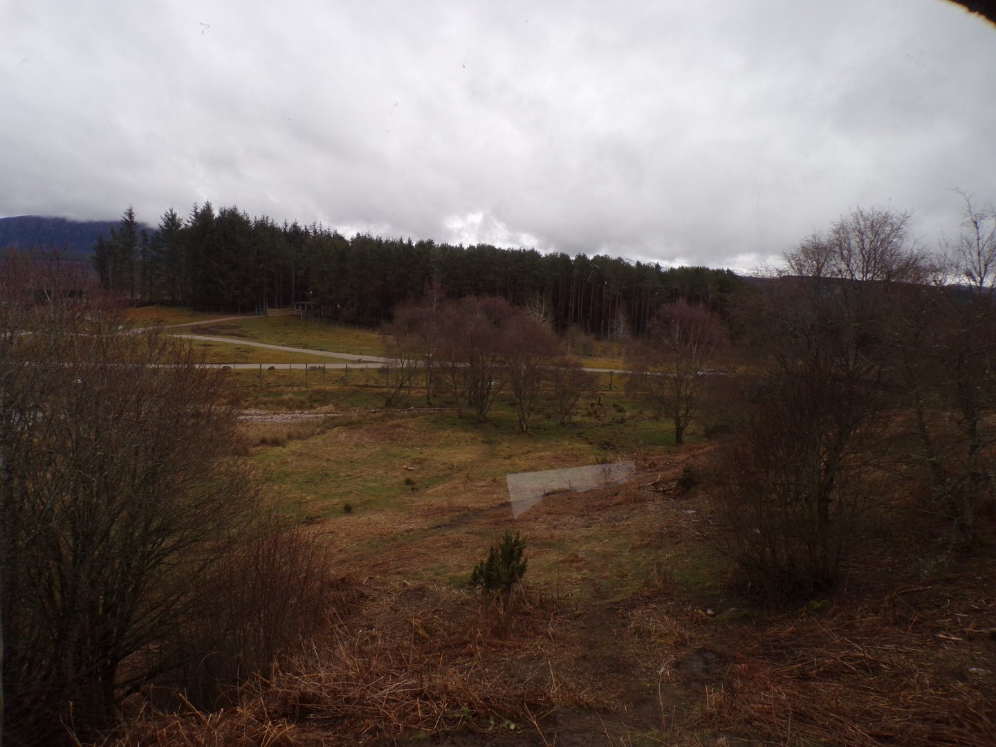 Male polar bear enclosure 5.4.24