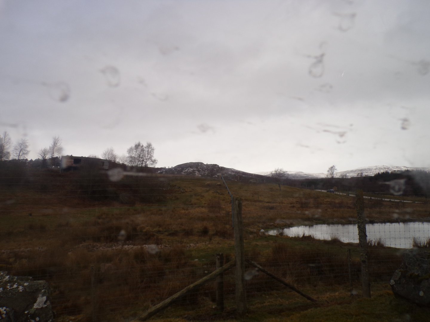 Male polar bear enclosure 5.4.24