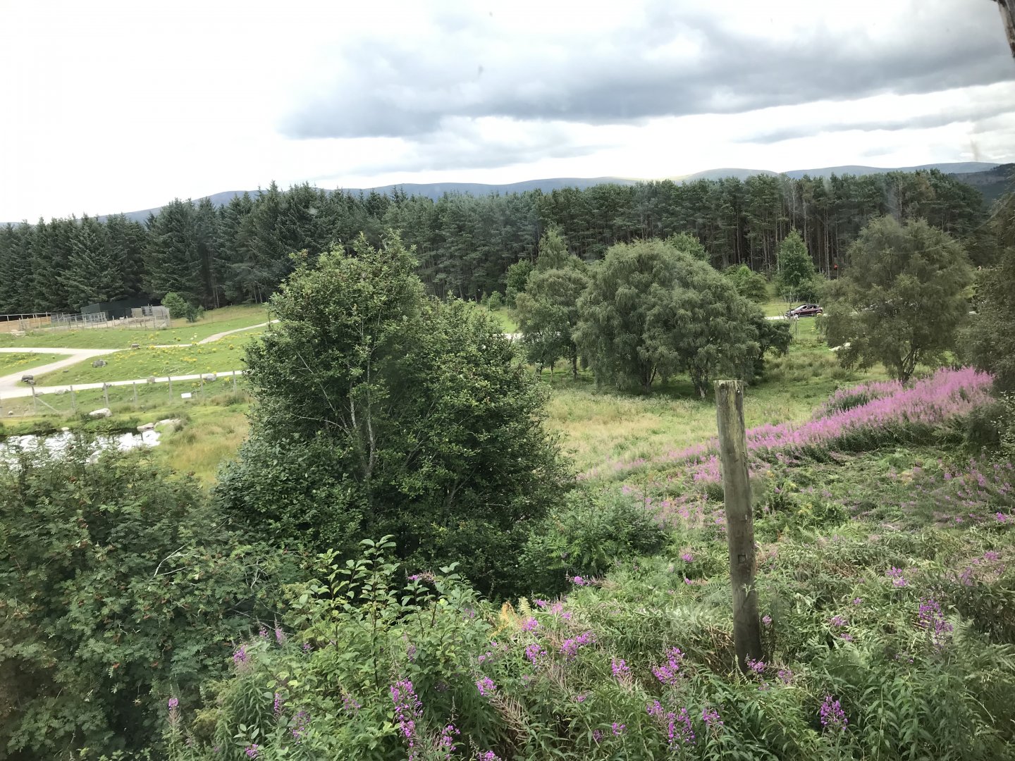Male polar bear enclosure