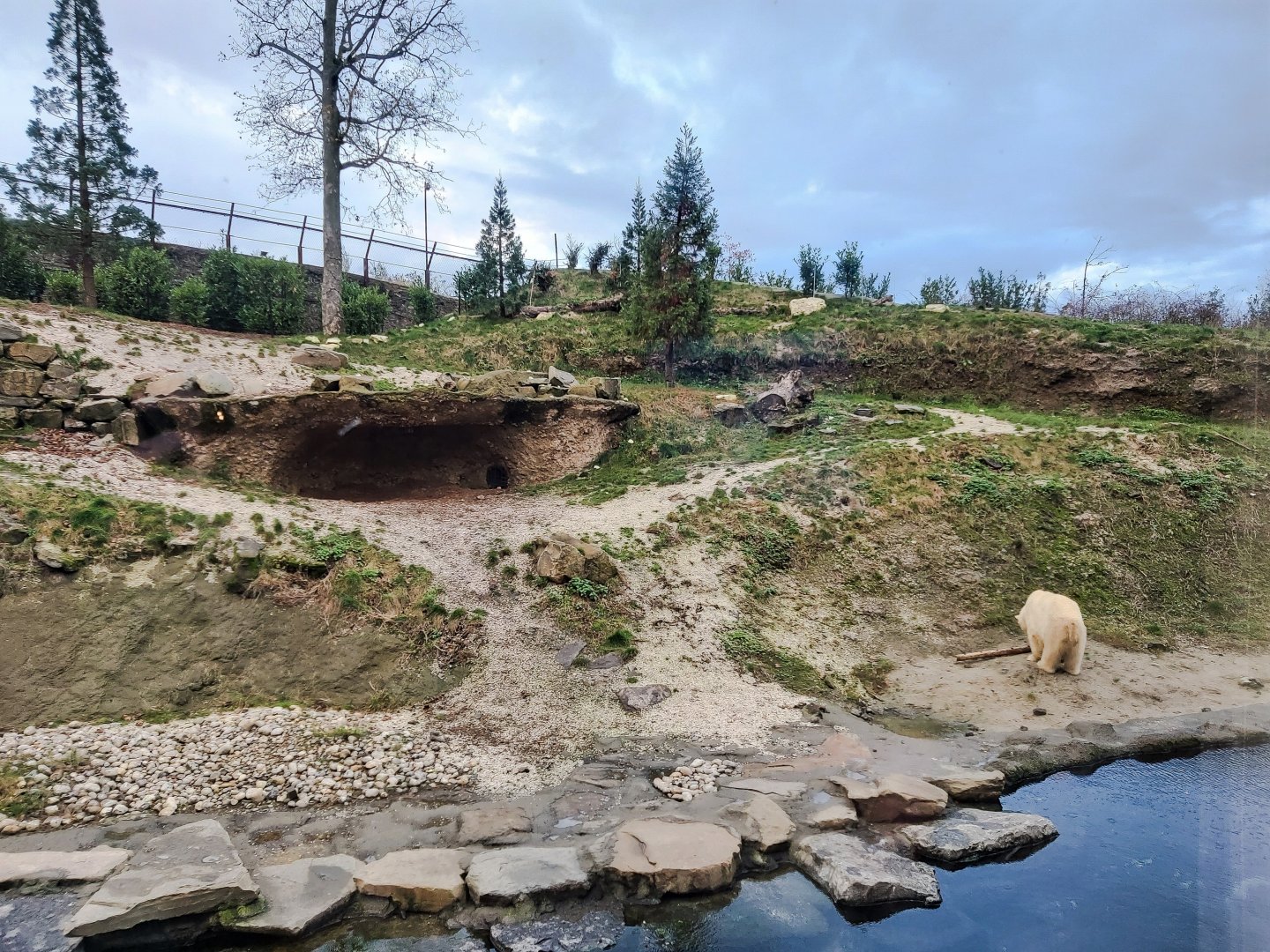 Male polar bear enclosure
