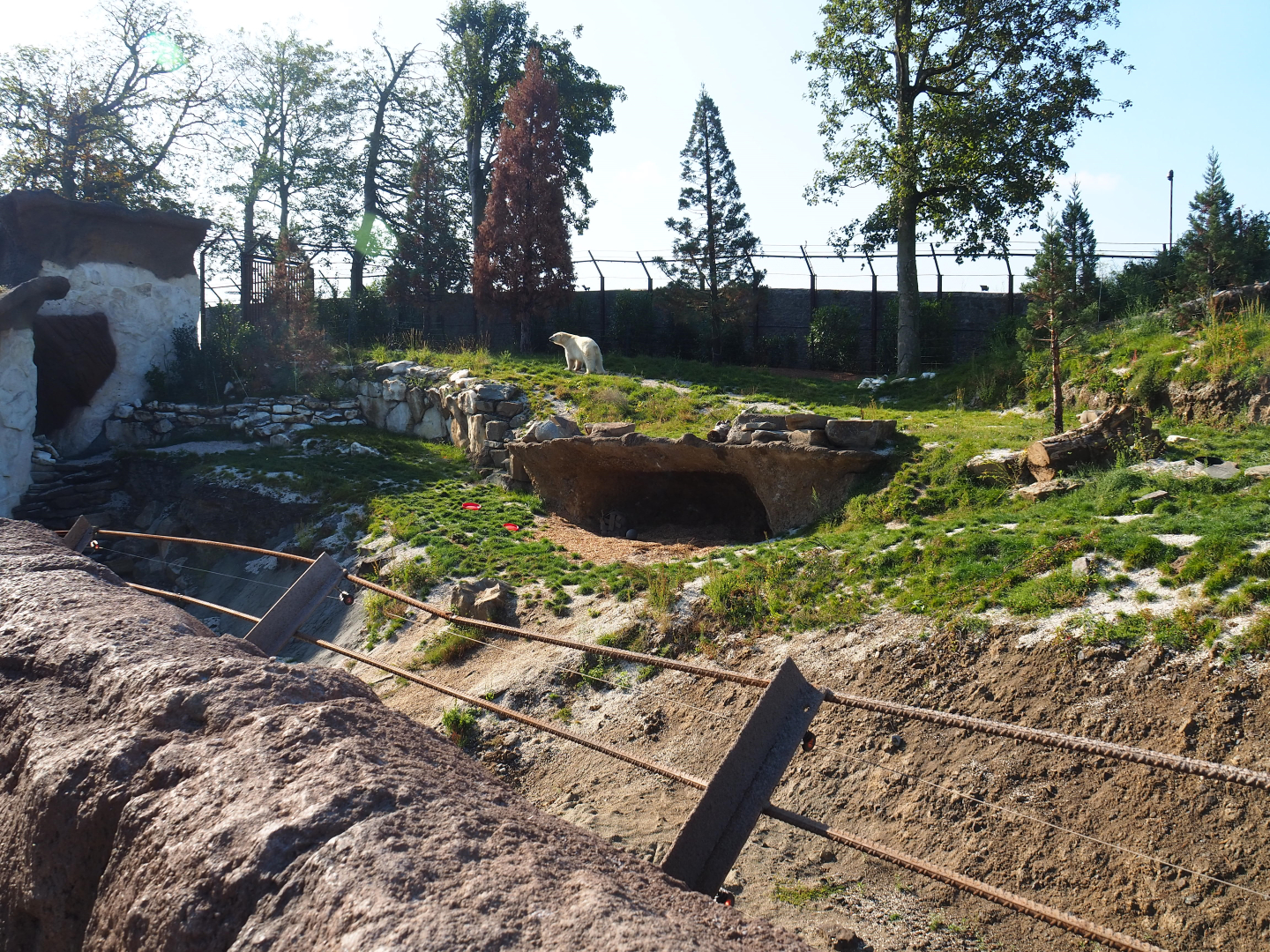 Male Polar bear exhibit, 2020-09-02