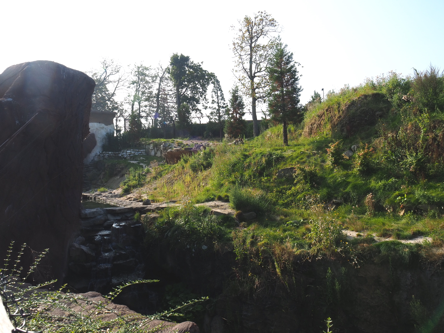 Male polar bear exhibit, 2021-09-02