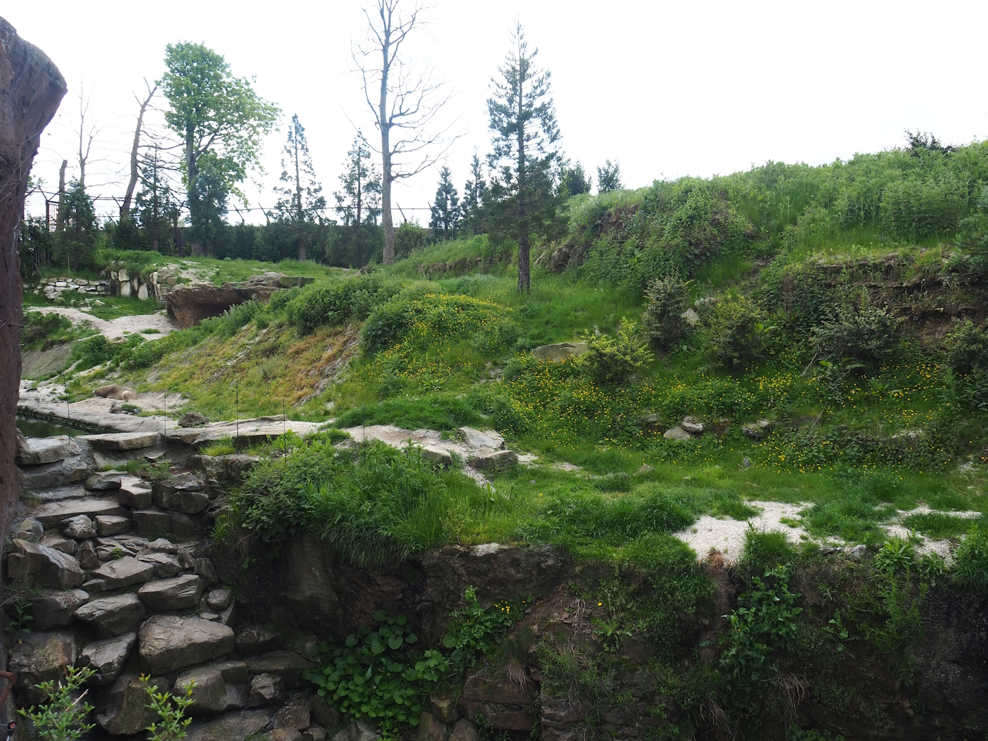 Male Polar bear exhibit, 2023-05-16