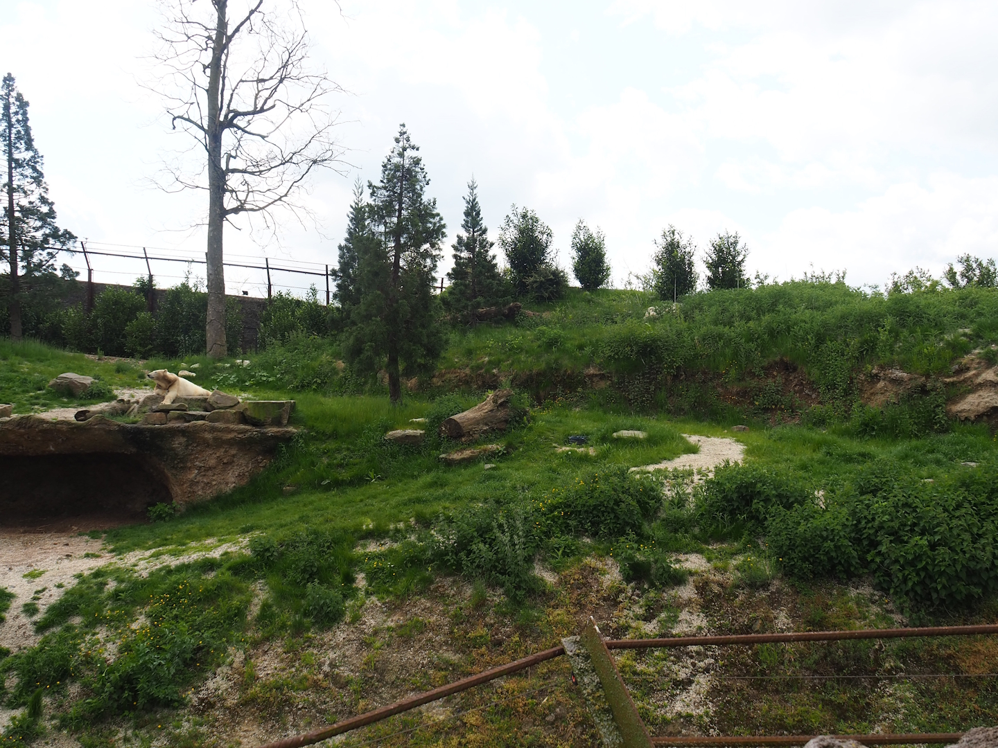 Male Polar bear exhibit, 2023-05-16