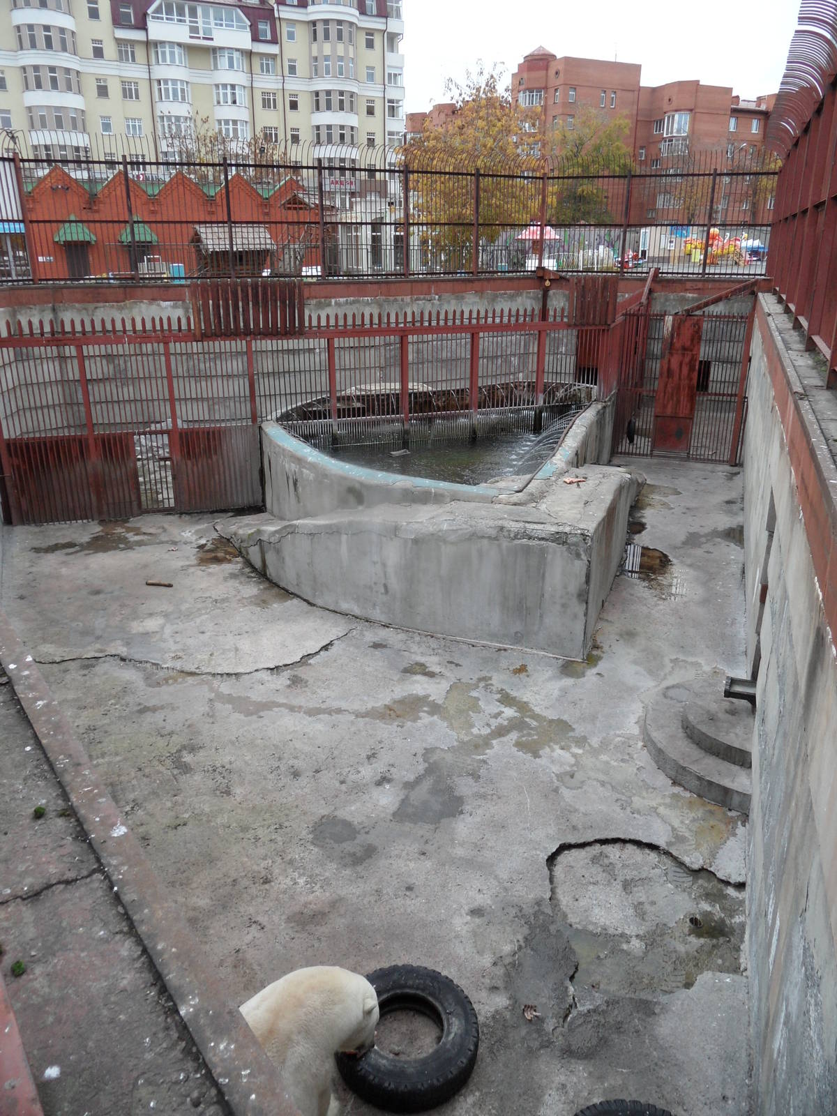 Male polar bear exhibit