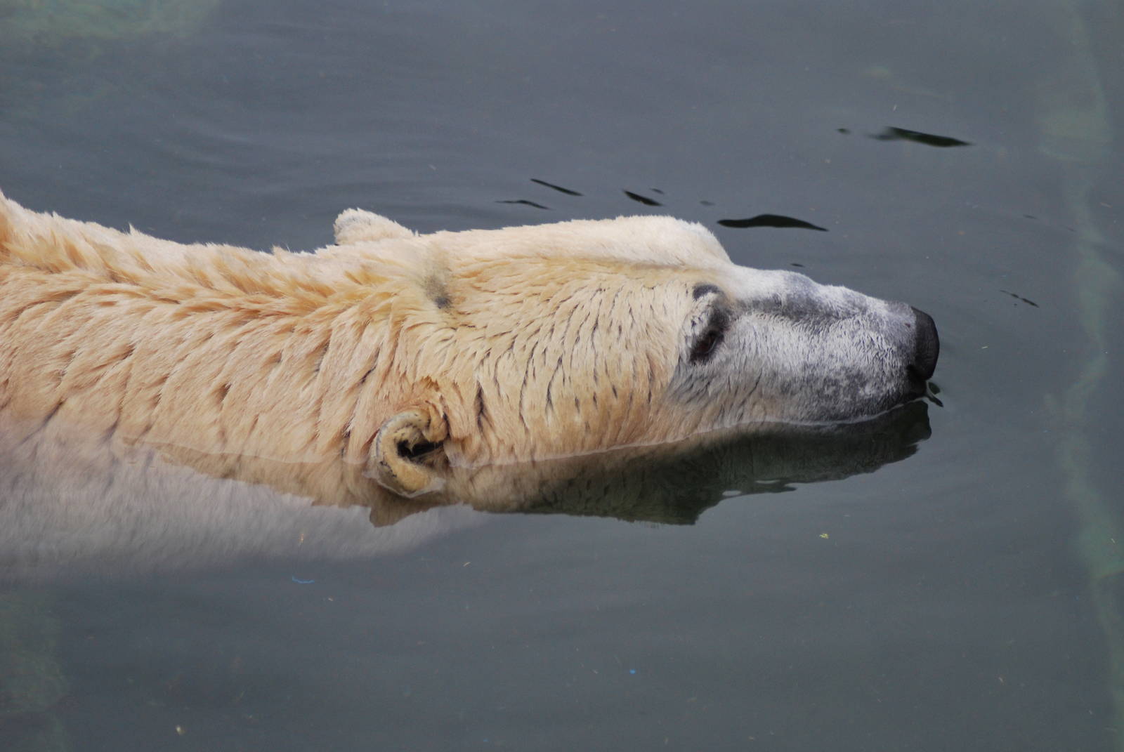 Male polar bear in the water