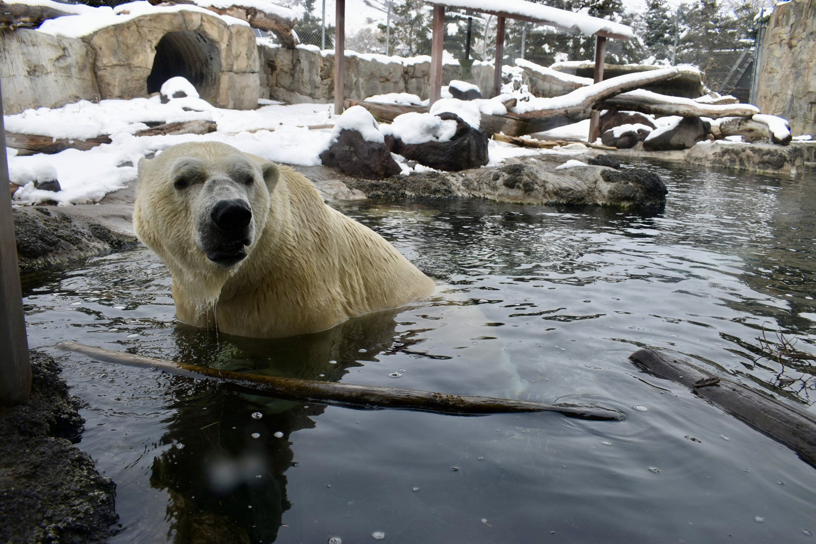 Male Polar Bear - Rocky Shores