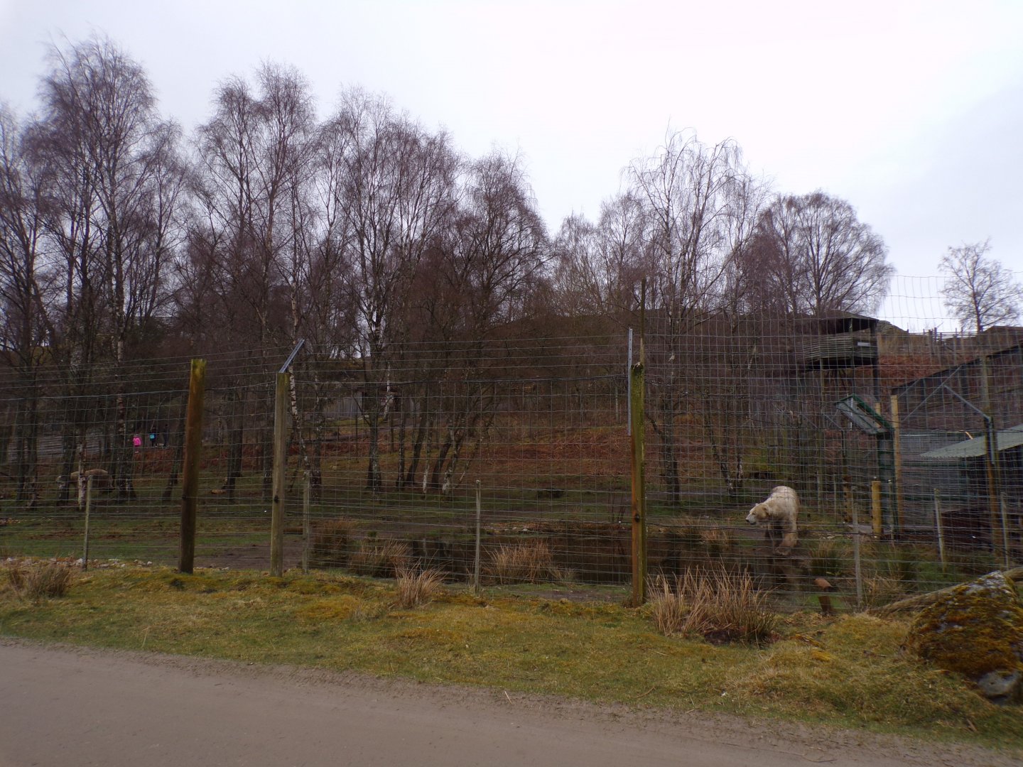 Male polar bear separation enclosure 5.4.24