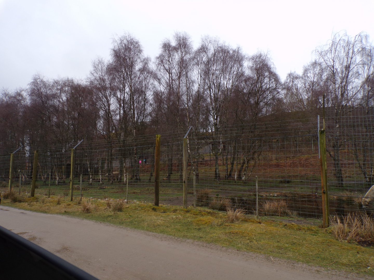 Male polar bear separation enclosure 5.4.24