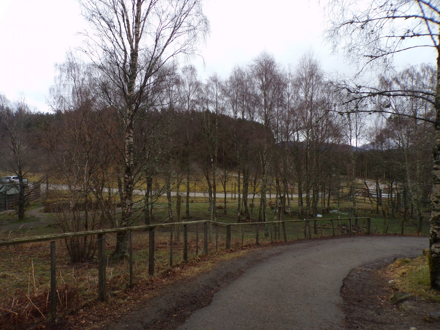 Male polar bear separation enclosure  5.4.24