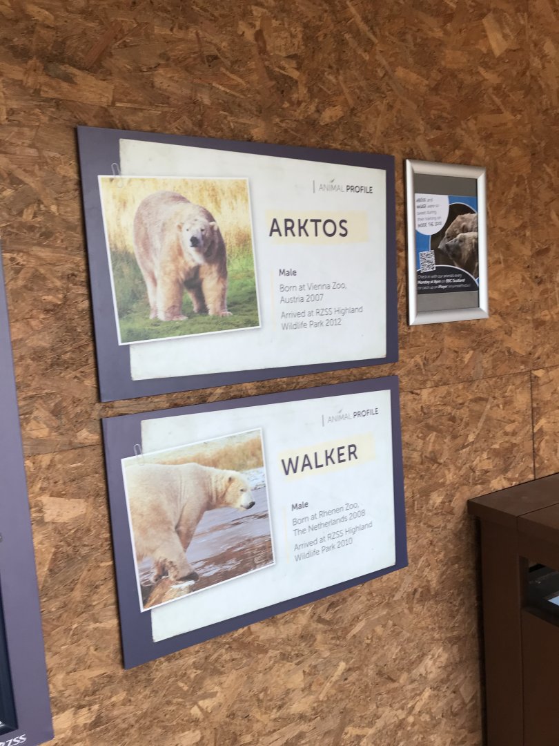 Male polar bear sign