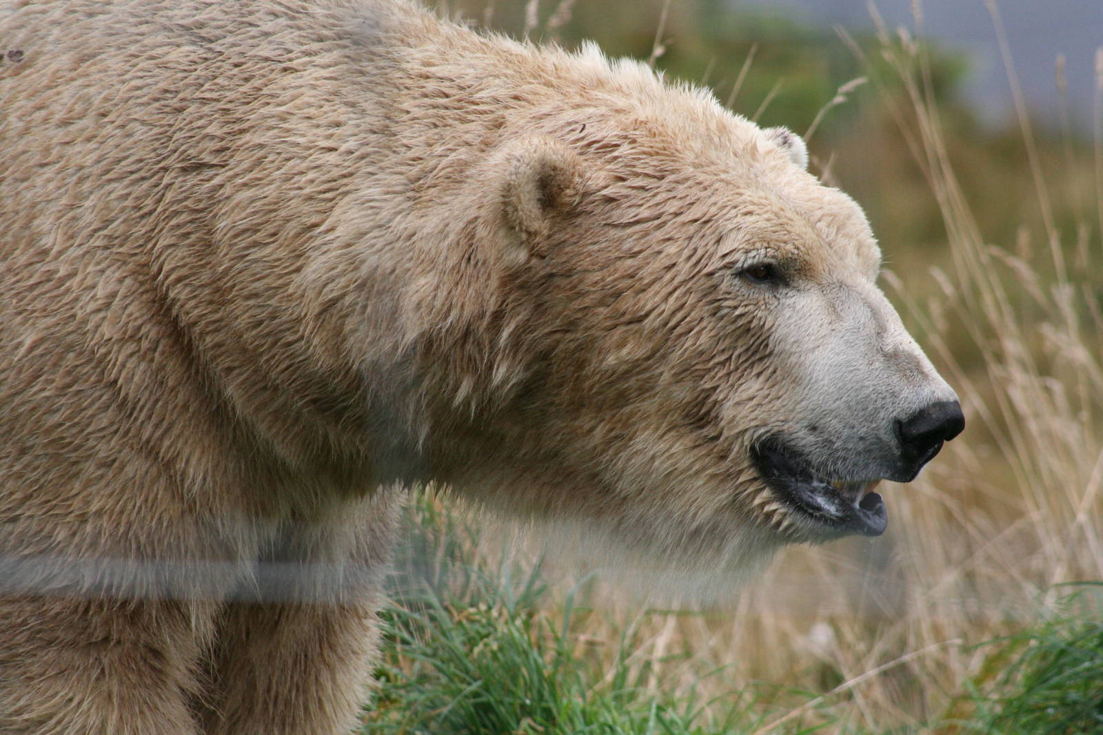 Male Polar Bear,Walker @ Highland Wildlife Park; 16.10.2014