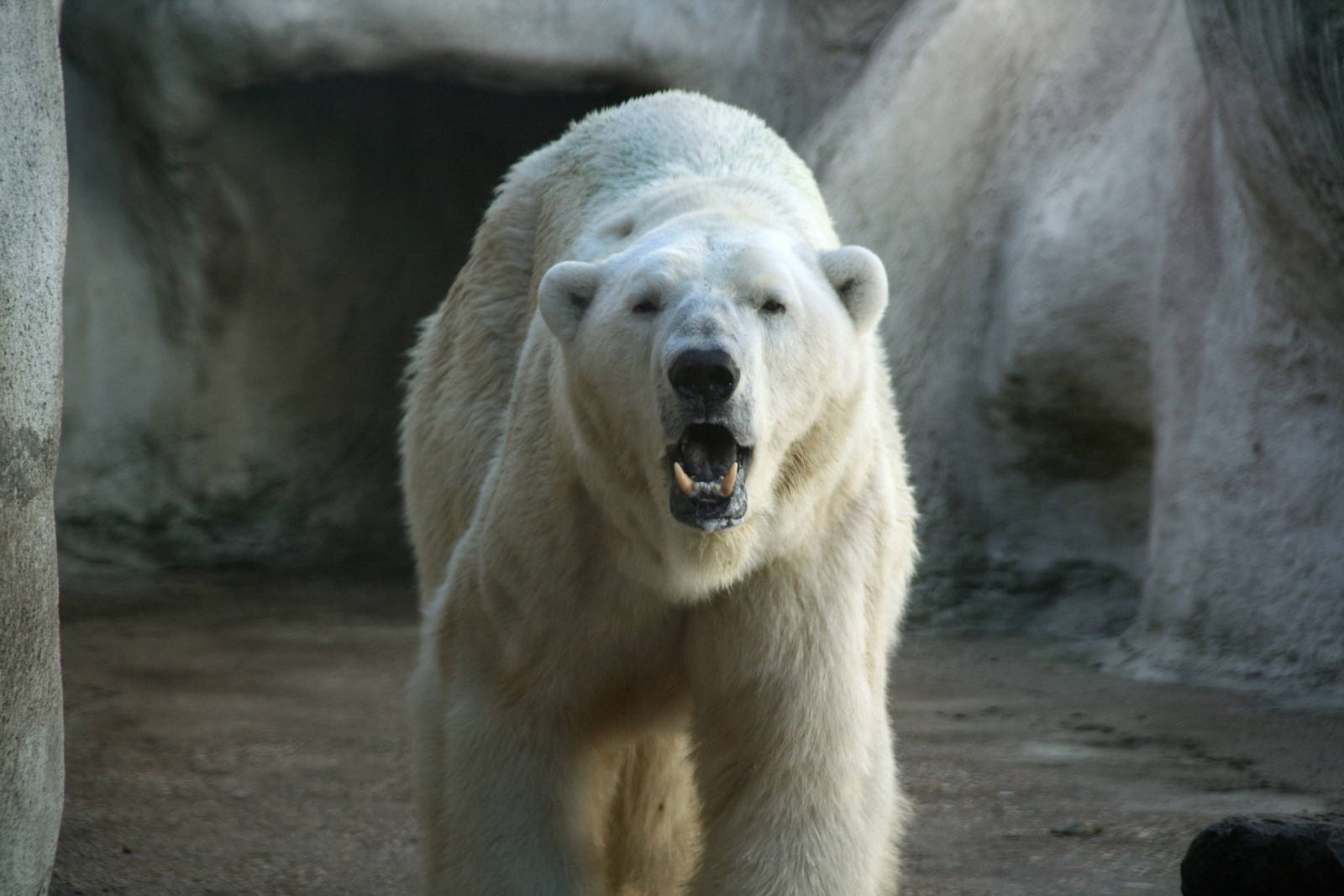 male Polar bear