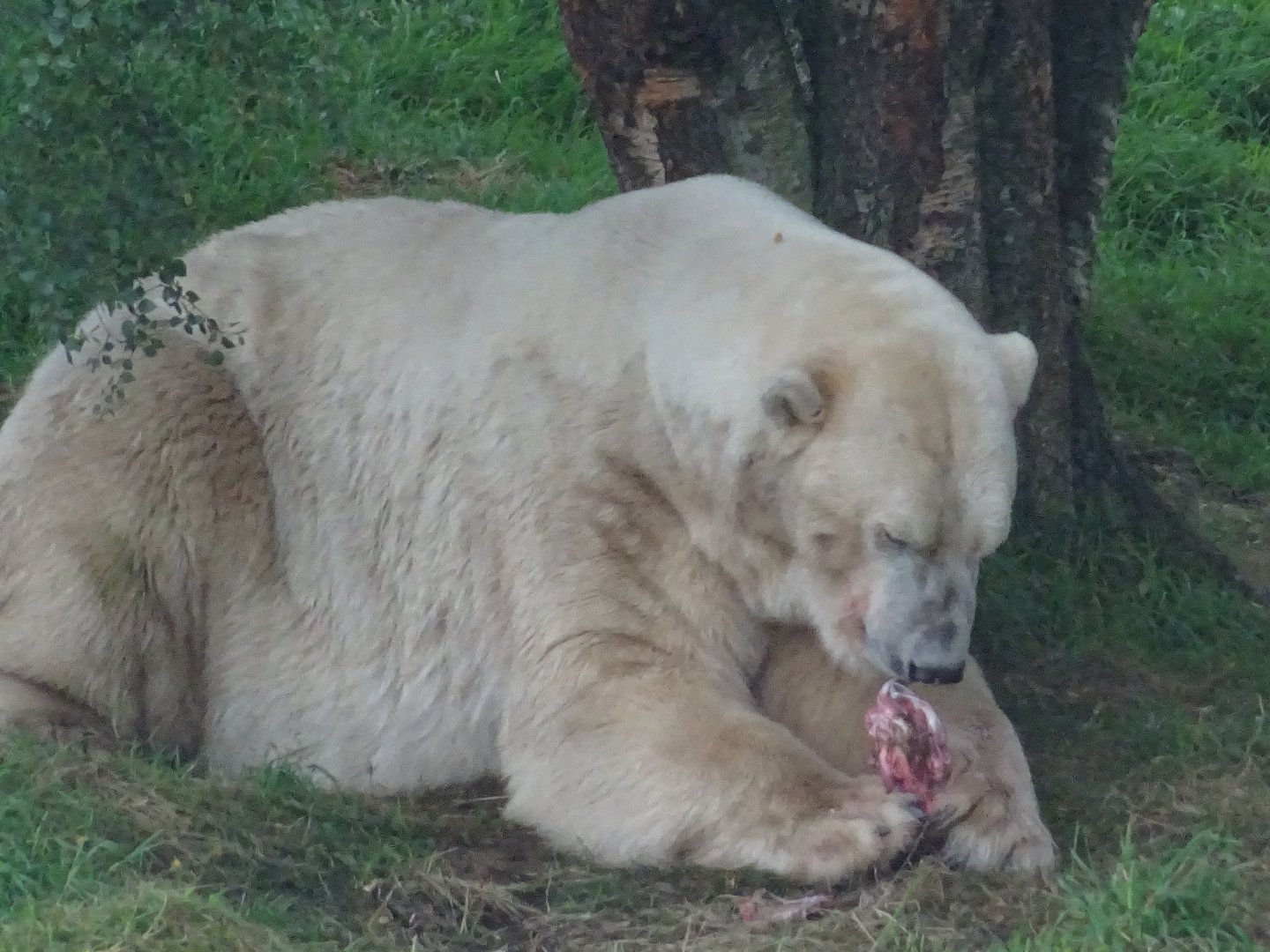 Male Polar Bear