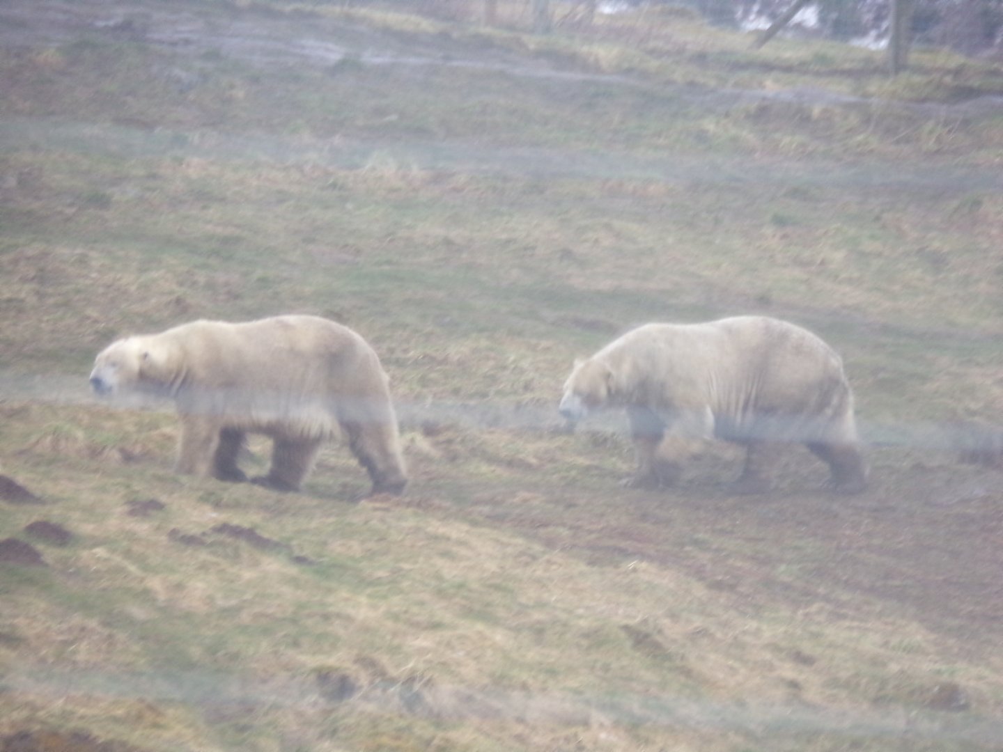 Male polar bears “Arktos” and “Walker” (sorry for the blur) 5.4.24