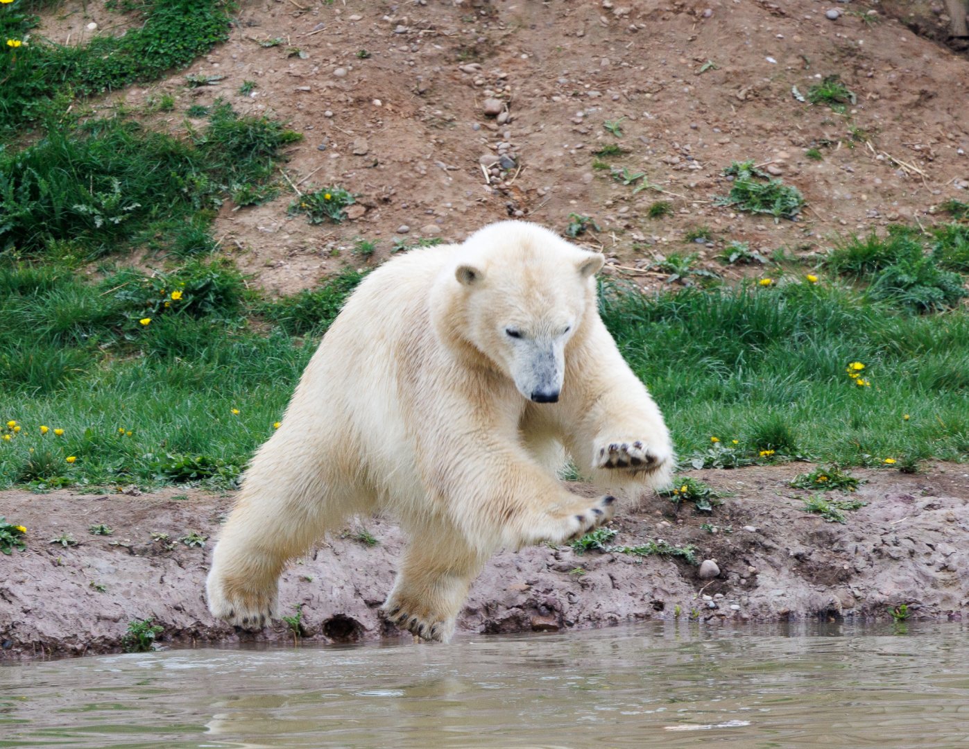male Polar cub