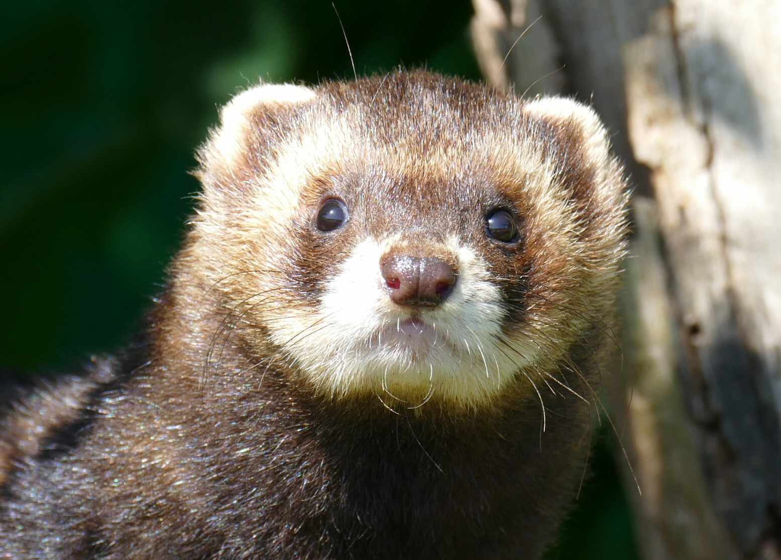 Male Polecat
