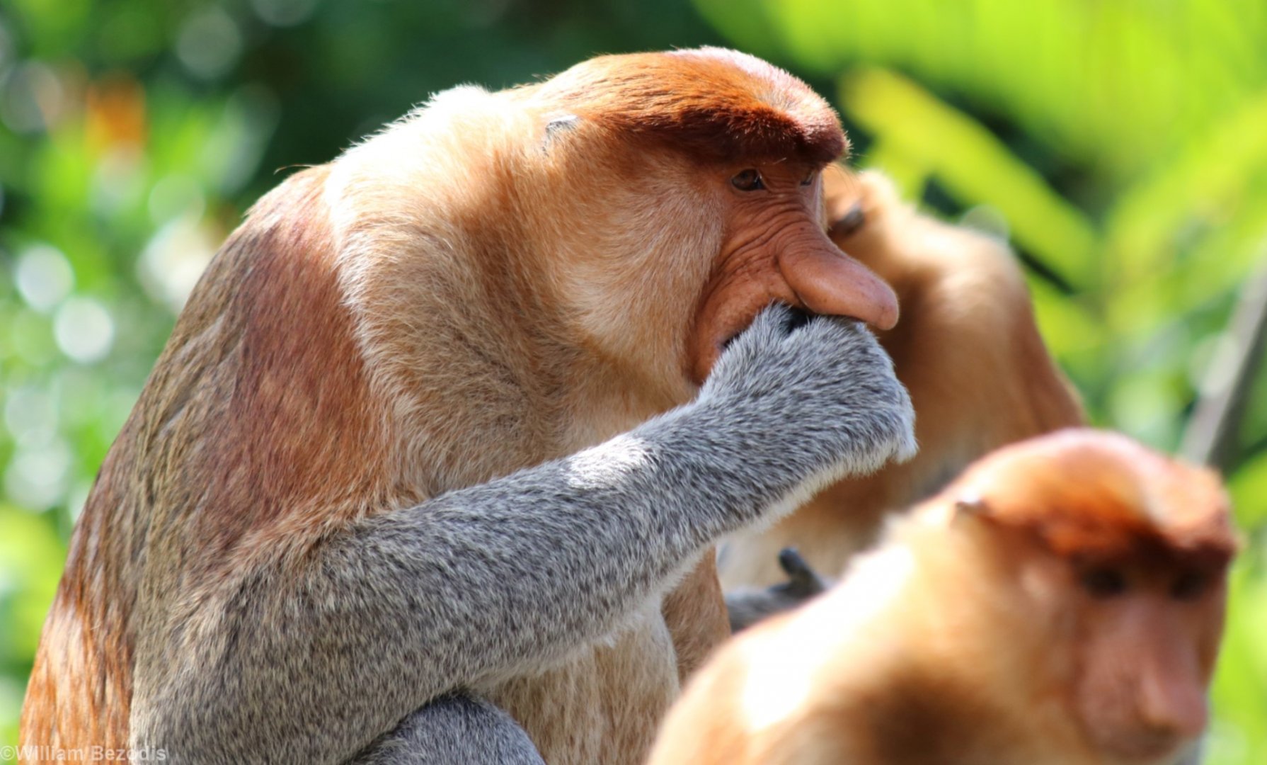 Male Proboscis Monkey - Labuk Bay