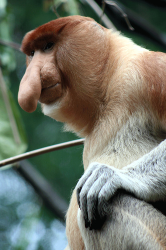 Male Proboscis Monkey "Victo" at Singapore Zoo