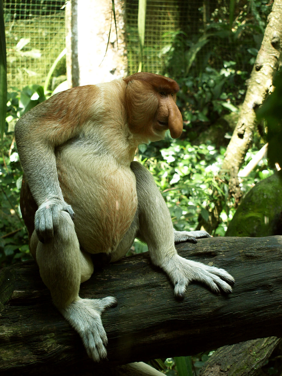 Male Proboscis monkey