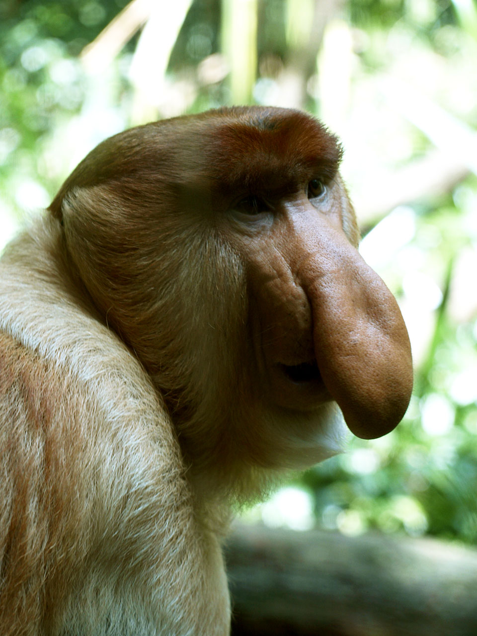 Male Proboscis monkey