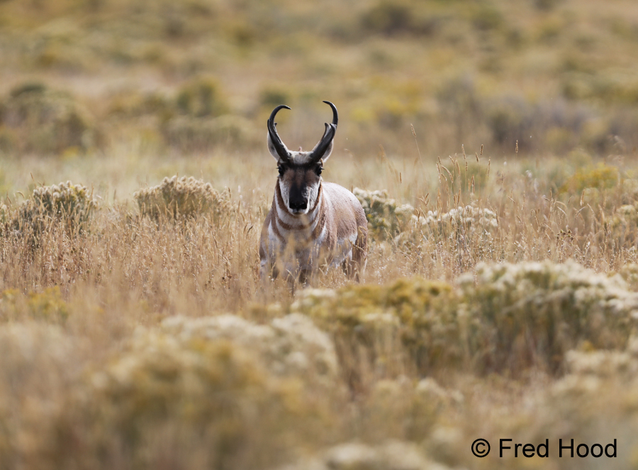 Male pronghorn in sagebrush