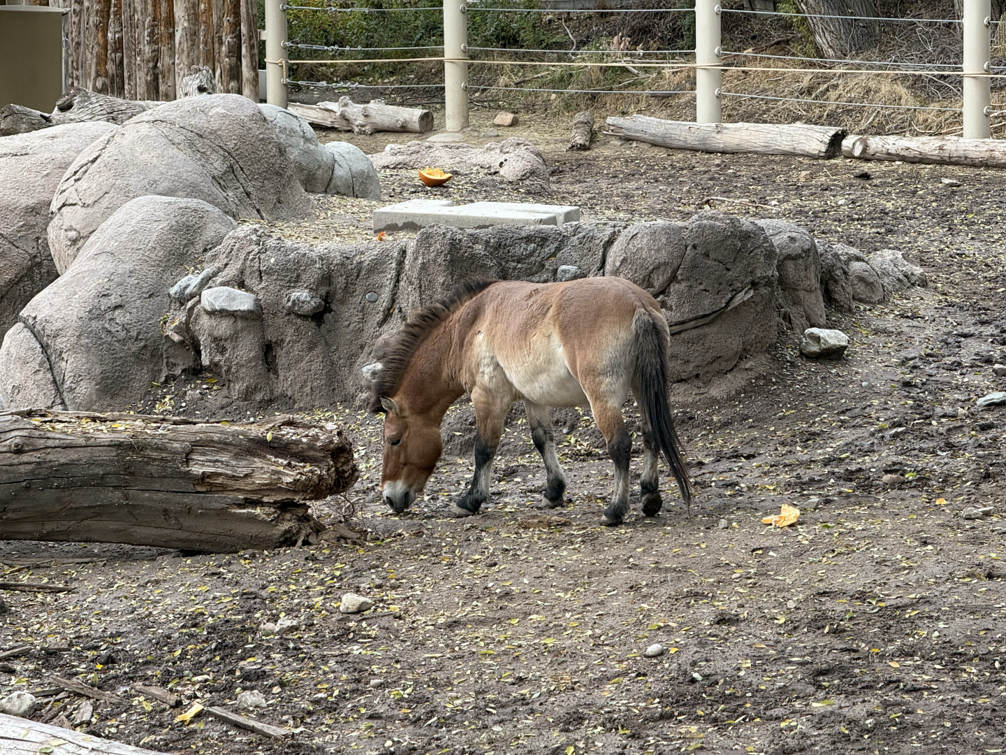 Male Przewalski's Horse - East Yard - High Desert Oasis