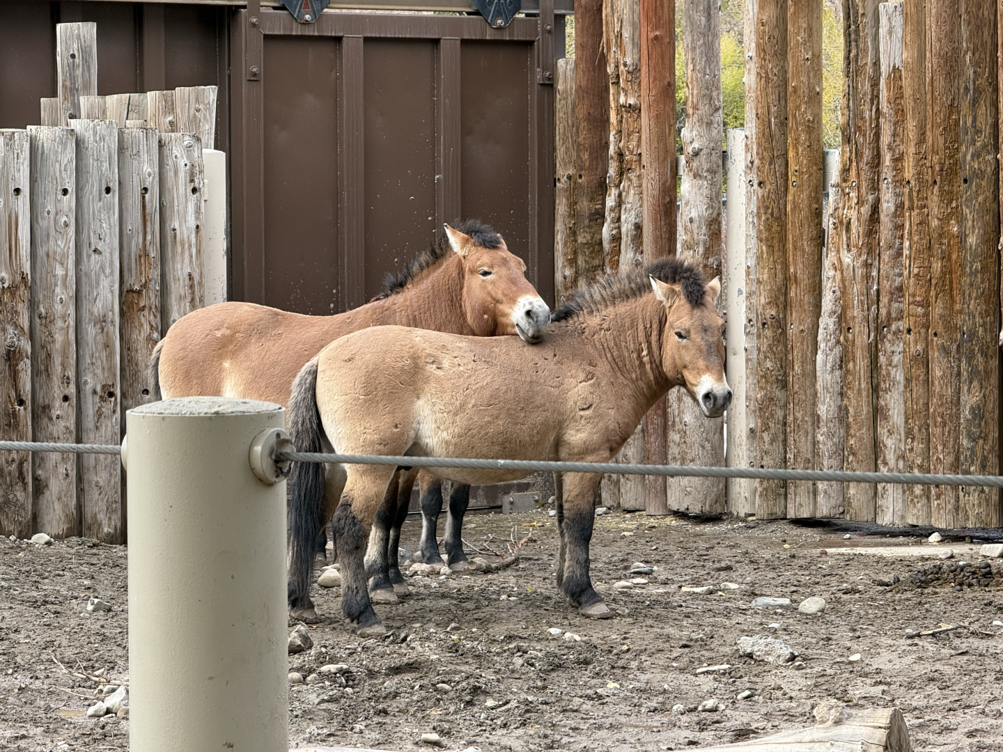 Male Przewalski's Horses - East Yard - High Desert Oasis