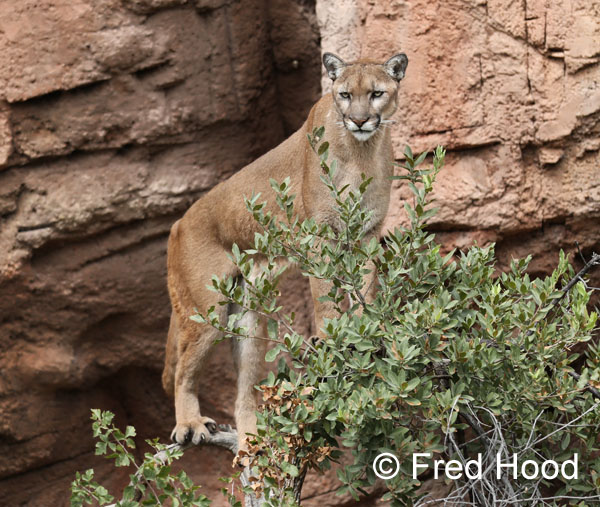 male puma in a tree