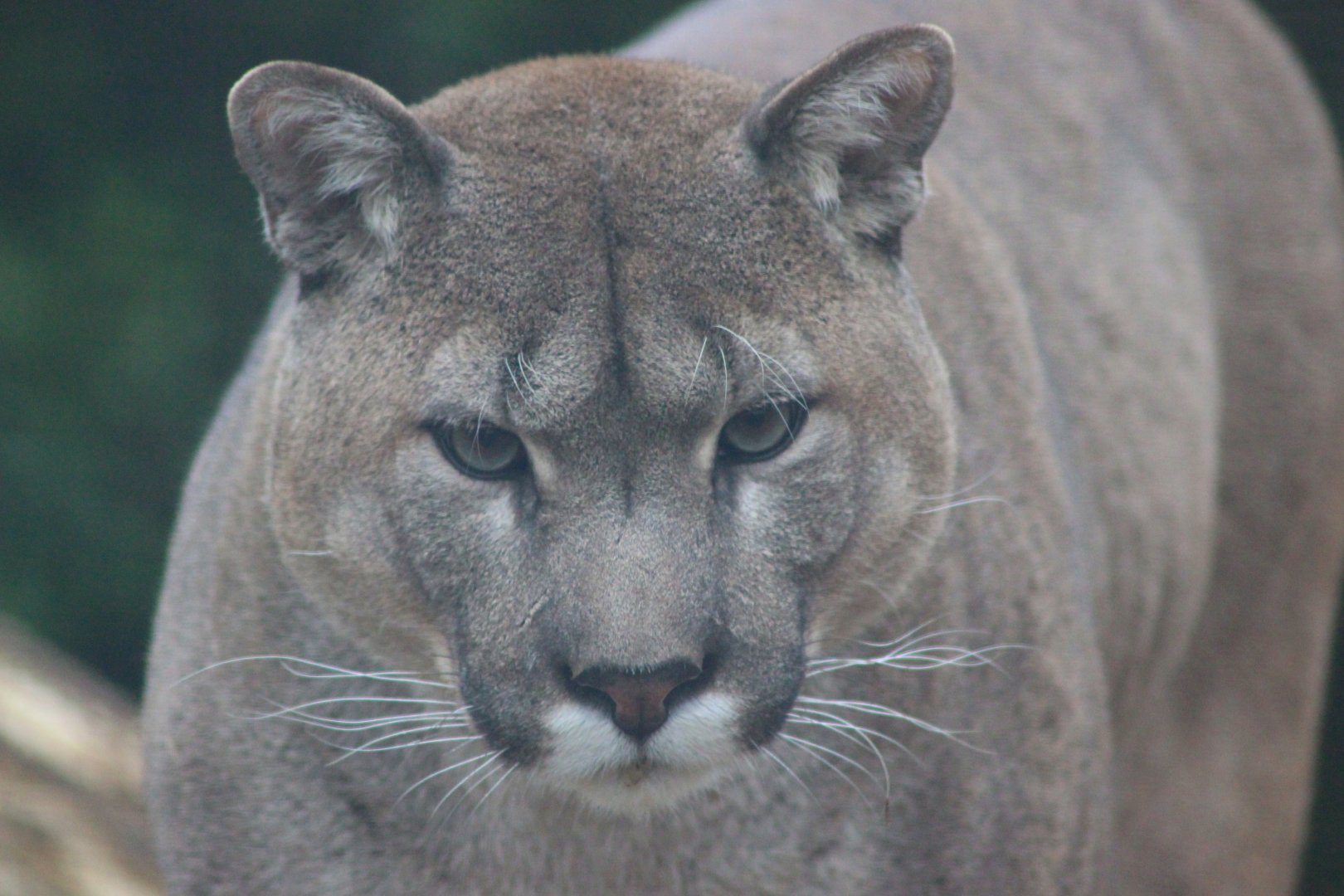 Male Puma