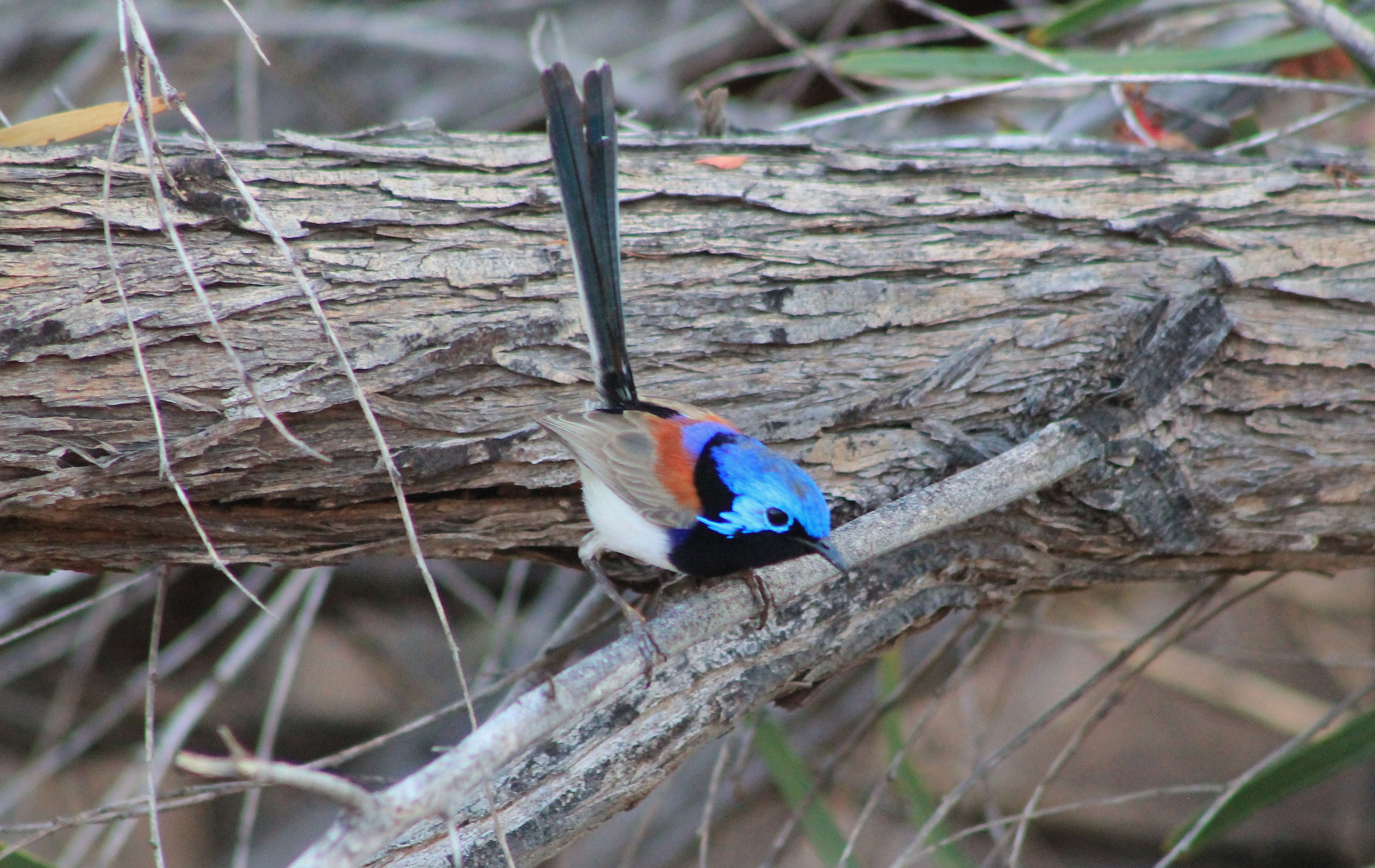male Purple-backed Fairy-Wren (Malurus assimilis)