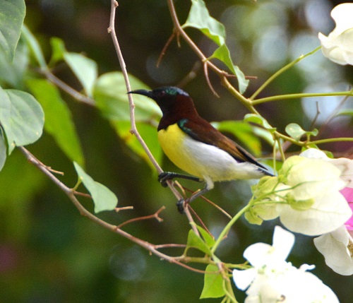 Male Purple-rumped sunbird