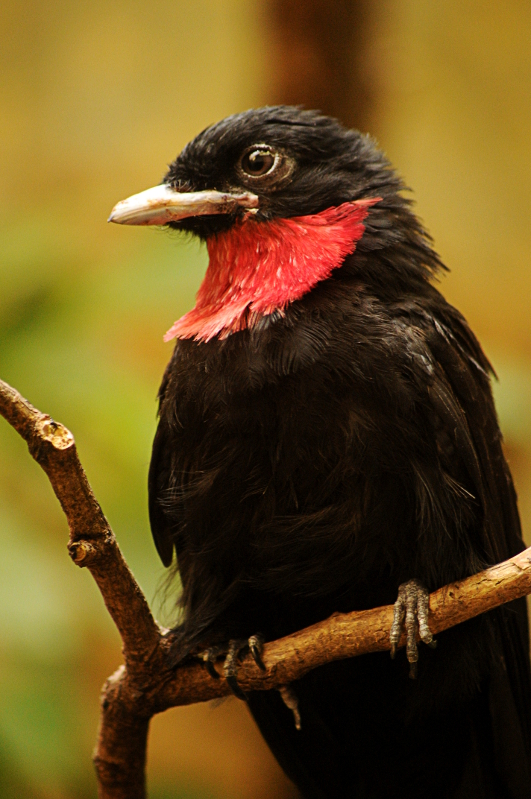 Male Purple-throated fruitcrow at Wuppertal