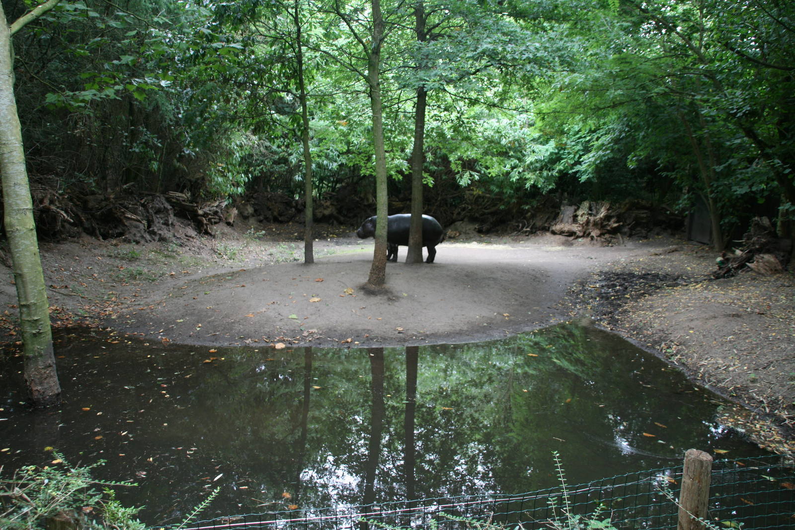 male pygme hippo