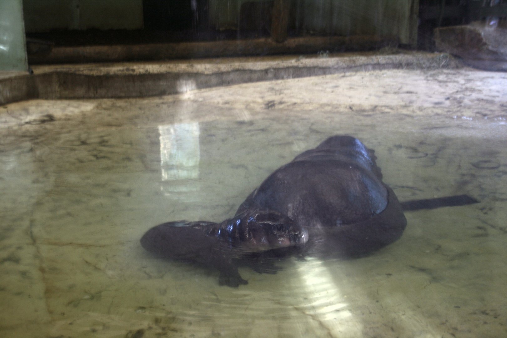 male Pygmy hippo calf