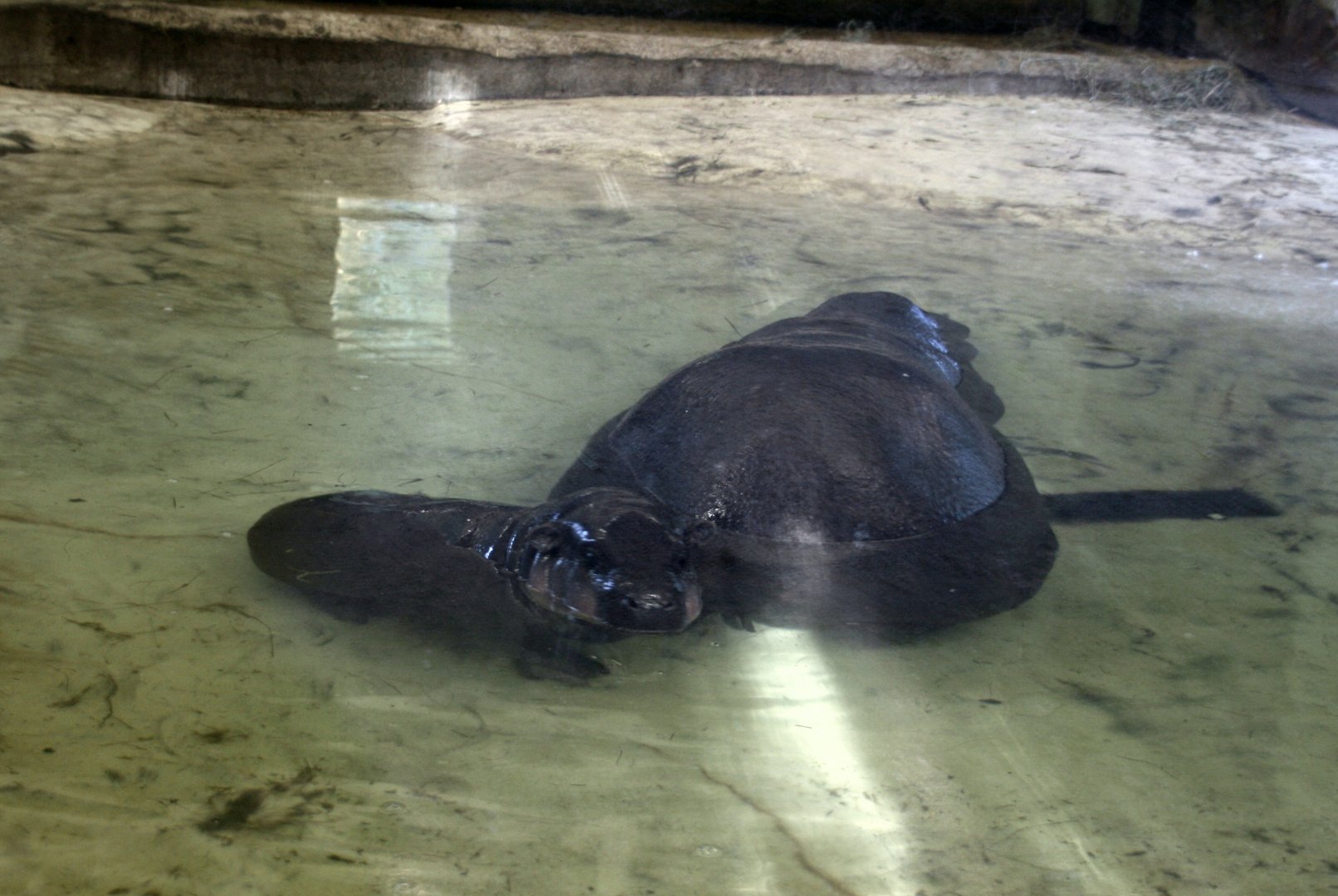 male Pygmy hippo calf