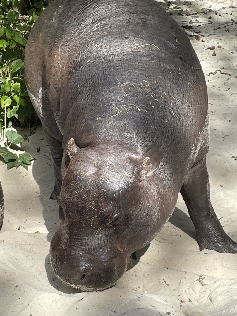 Male Pygmy Hippo, Otto