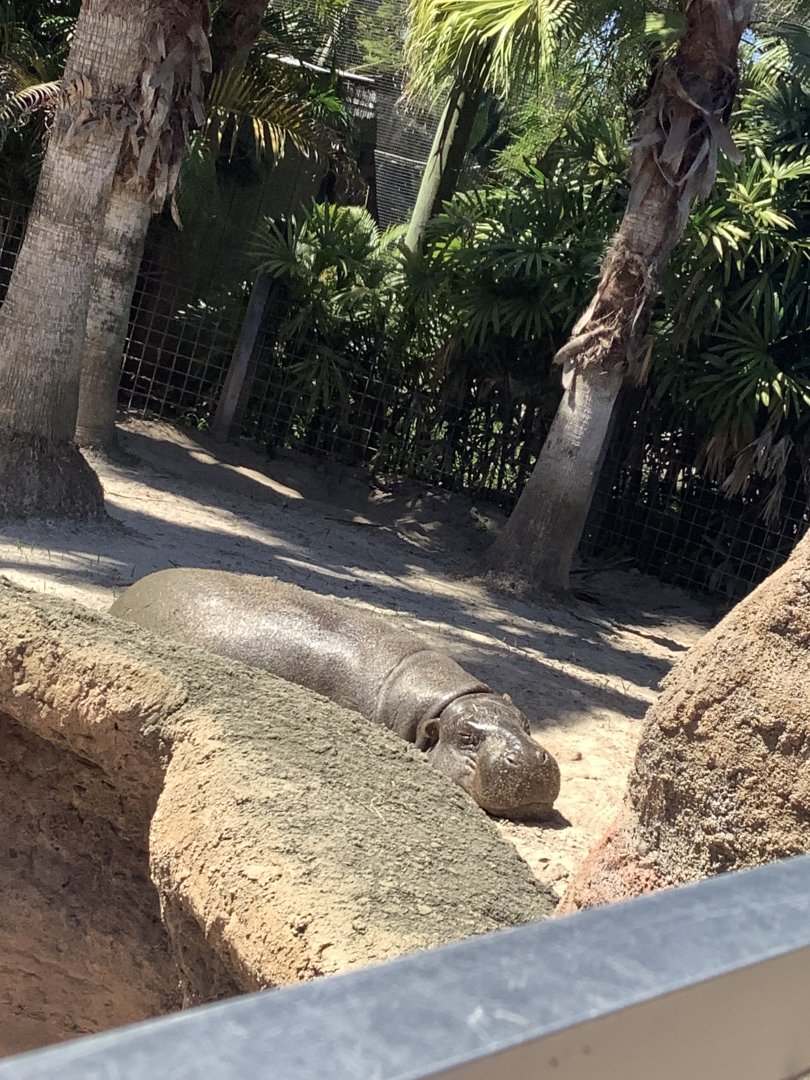 Male Pygmy Hippopotamus 3/20/24
