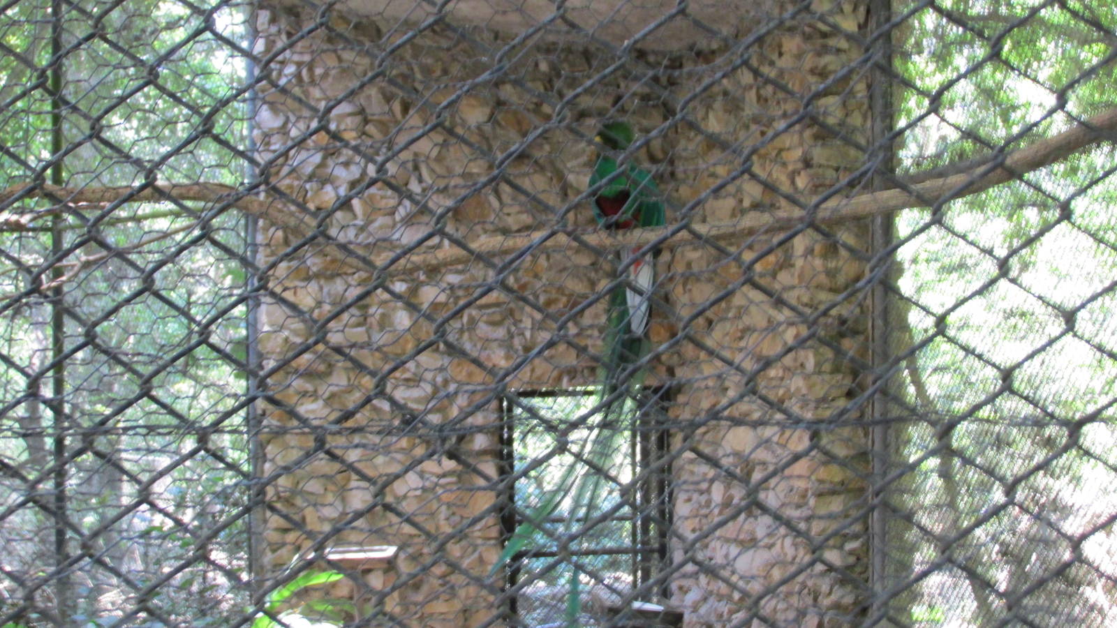 male quetzal outdoor aviary zoomat
