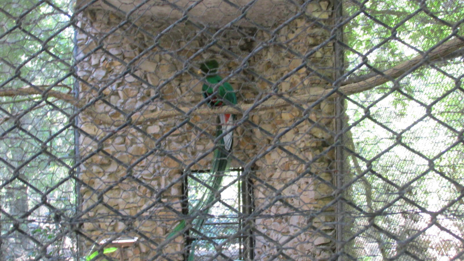 male quetzal outdoor aviary zoomat