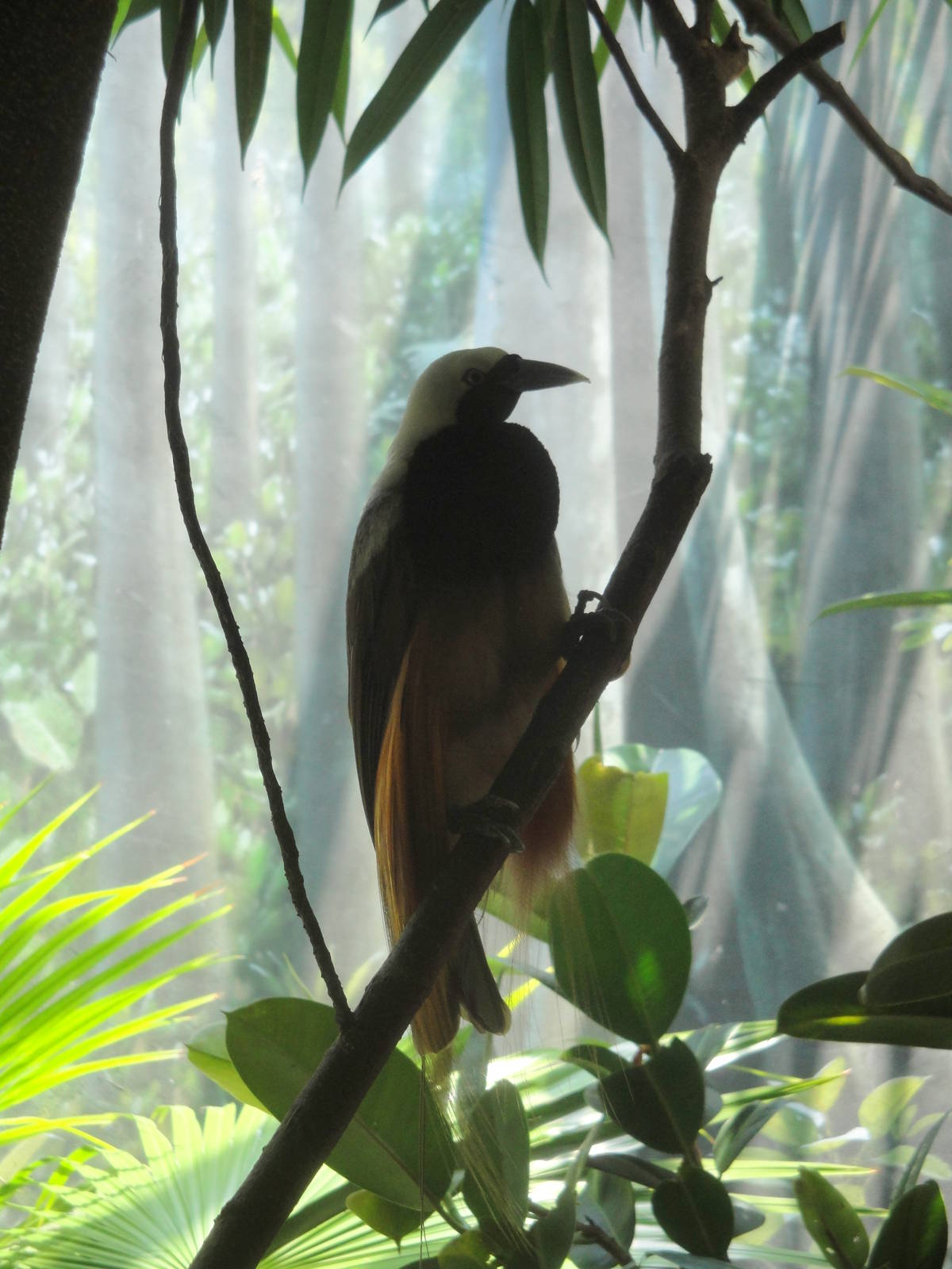 Male Raggiana Bird of Paradise