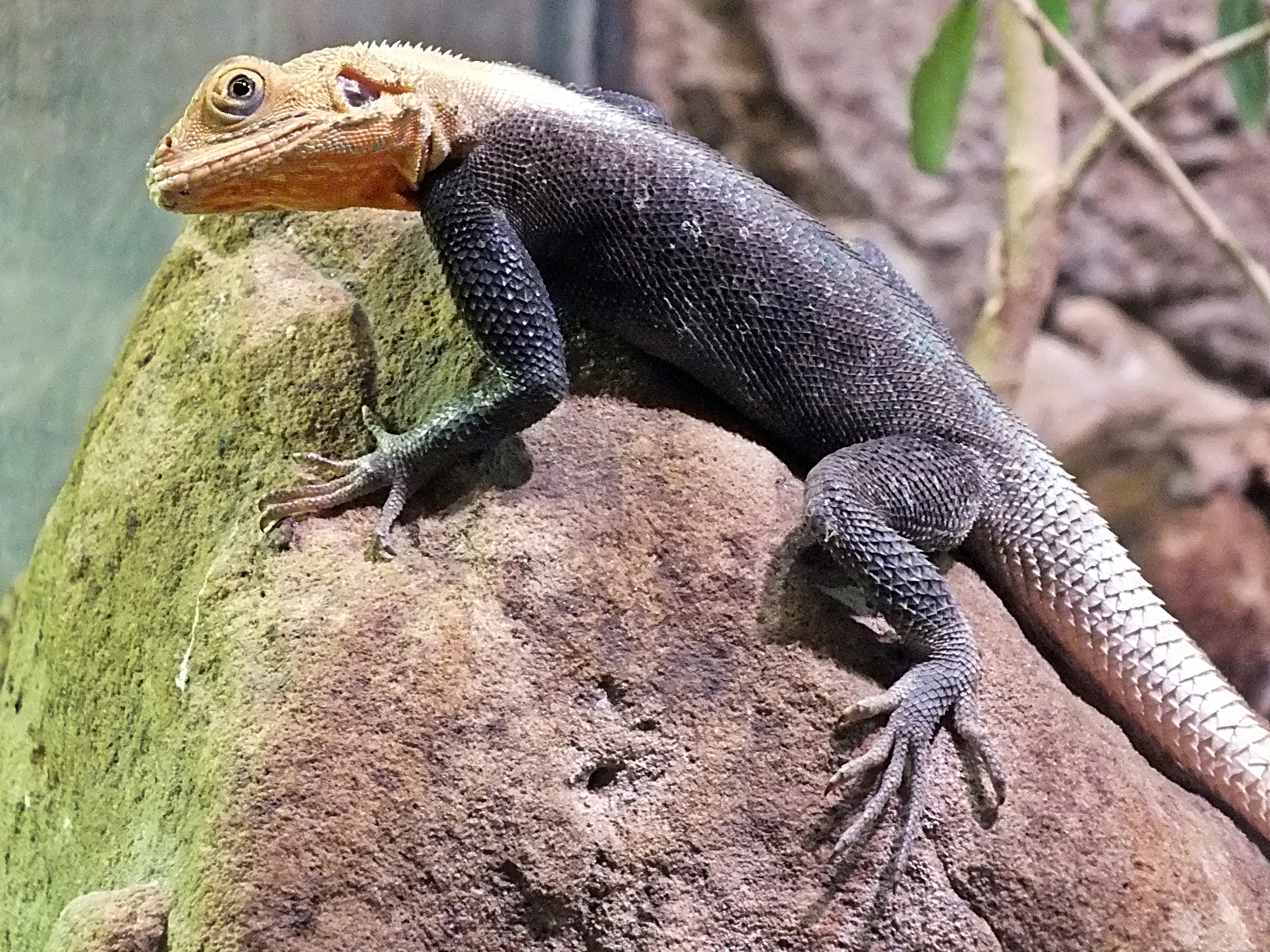 Male rainbow agama
