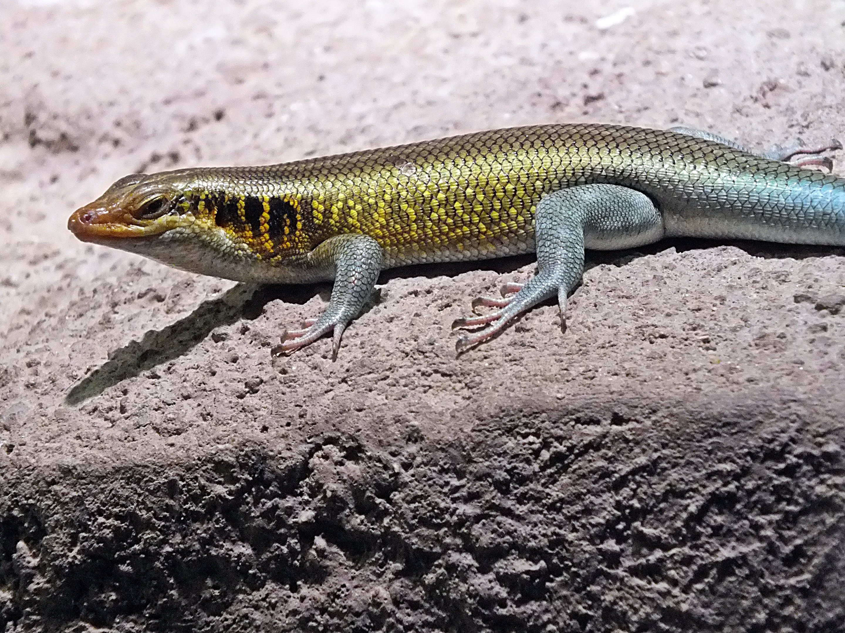 Male rainbow lizard