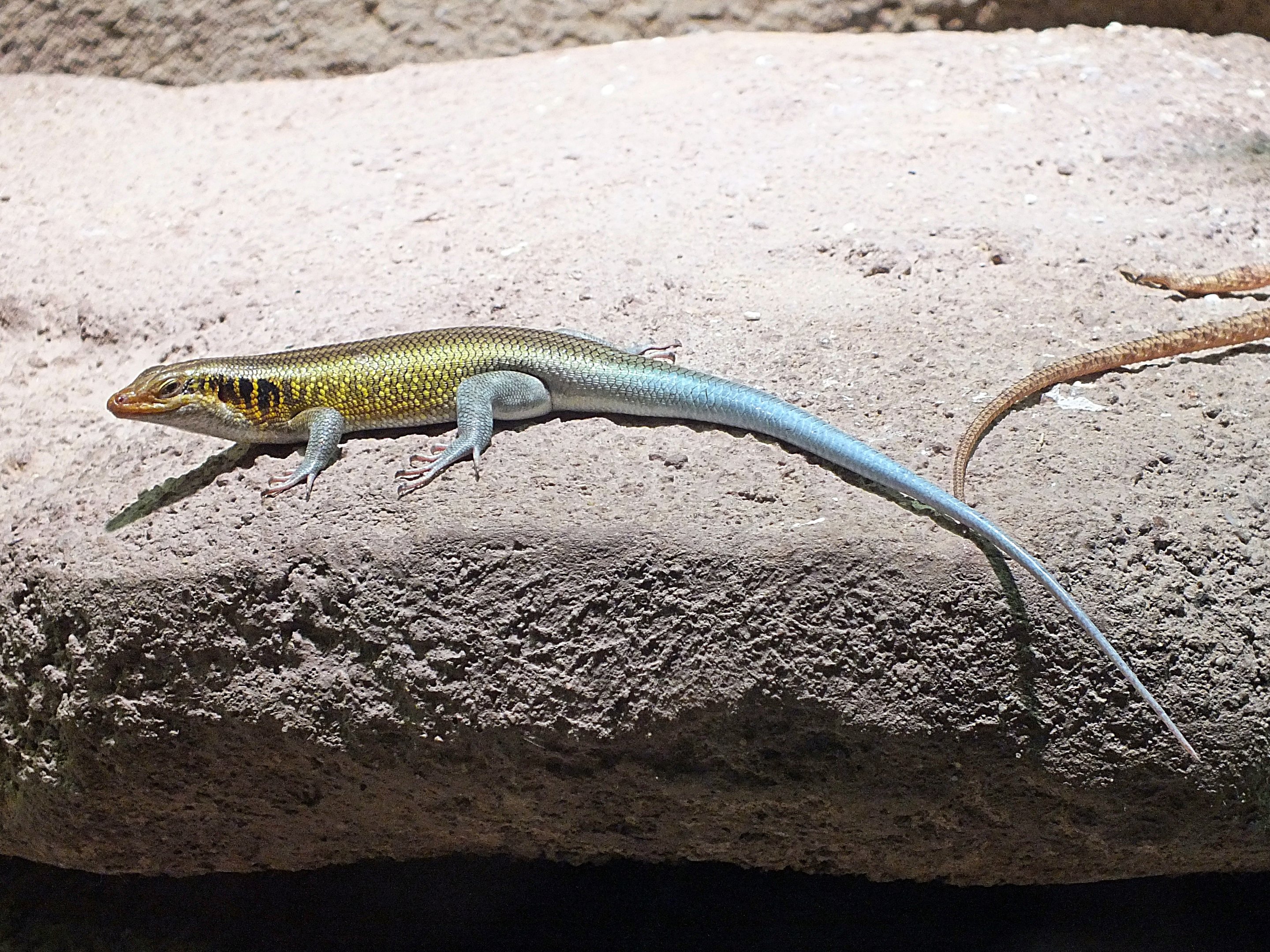 Male rainbow lizard