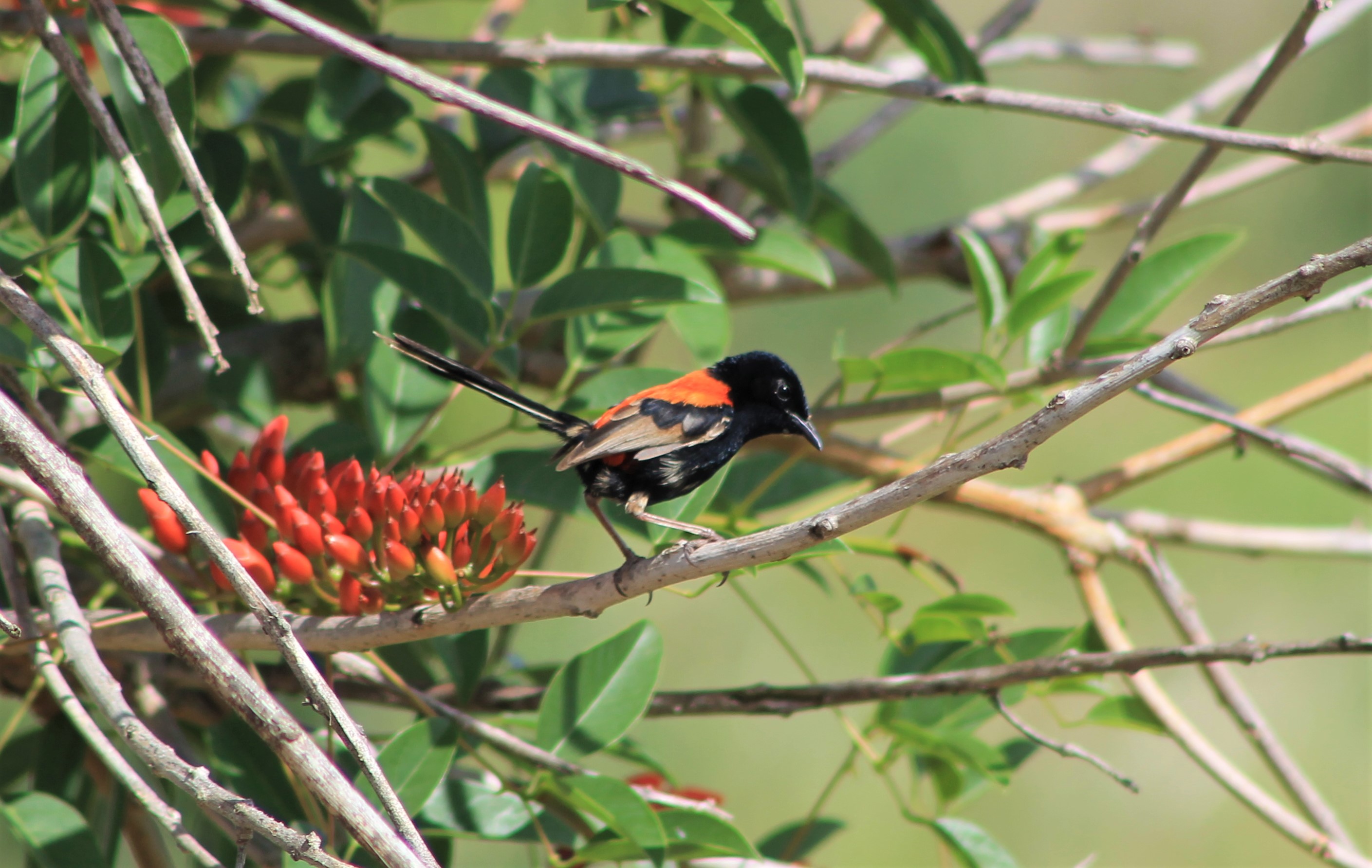 male Red-backed Fairy Wren (Malurus melanocephala)