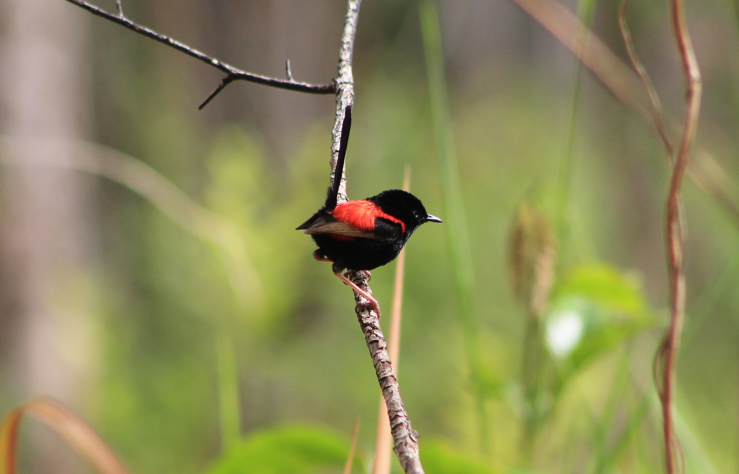 male Red-backed Fairy-Wren (Malurus melanocephalus)